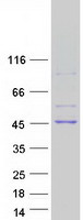 protp00326 adh1c human recombinant protein