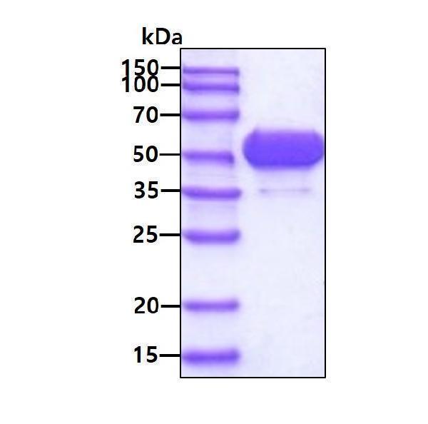 3ug by SDS-PAGE under reducing condition and visualized by coomassie blue stain