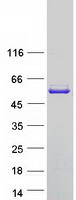 Coomassie blue staining of purified GSR protein