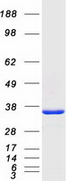 Coomassie blue staining of purified PNP protein