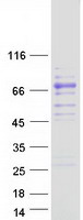 protp00742 factor x f10 human recombinant protein