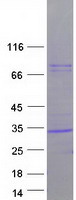 Coomassie blue staining of purified CFD protein