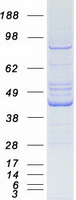 Coomassie blue staining of purified OAS1 protein