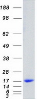 protp01034 cystatin c cst3 human recombinant protein