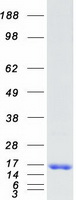 protp01036 cystatin s cst4 human recombinant protein