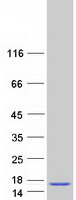 protp01148 gnrh gnrh1 human recombinant protein
