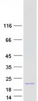 Coomassie blue staining of purified LHB protein