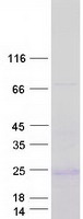 Coomassie blue staining of purified GCG protein