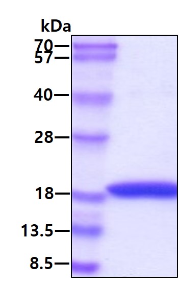 3ug by SDS-PAGE under reducing condition and visualized by coomassie blue stain