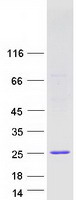 Coomassie blue staining of purified IFNA10 protein