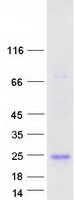 Coomassie blue staining of purified IFNA5 protein