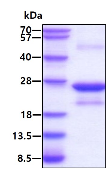 3ug by SDS-PAGE under reducing condition and visualized by coomassie blue stain.