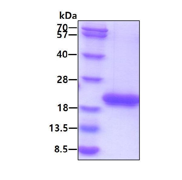 3ug by SDS-PAGE under reducing condition and visualized by coomassie blue stain