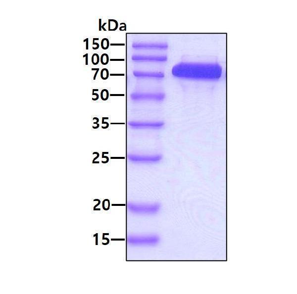 3ug by SDS-PAGE under reducing condition and visualized by coomassie blue stain