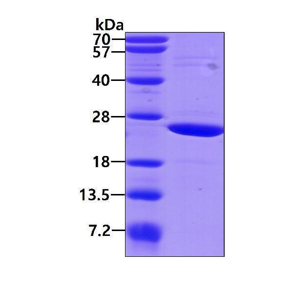 3ug by SDS-PAGE under reducing condition and visualized by coomassie blue stain