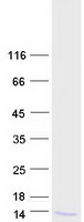 protp02654 apolipoprotein ci apoc1 human recombinant protein