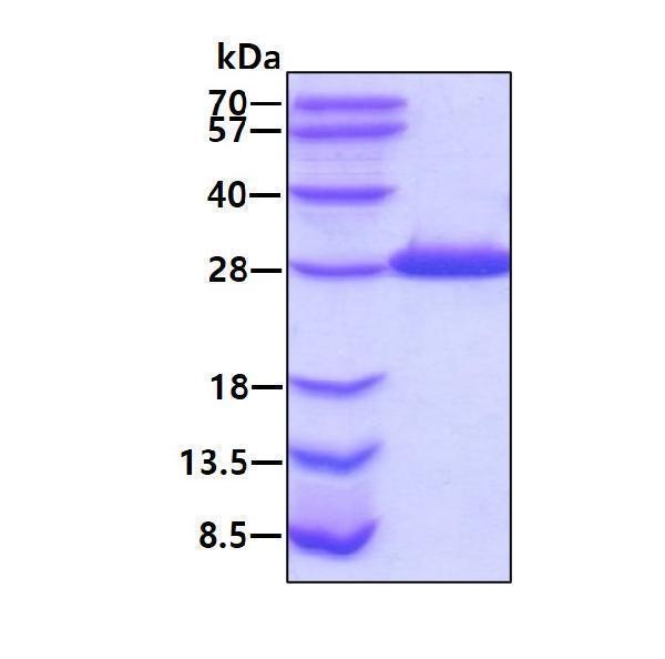 3ug by SDS-PAGE under reducing condition and visualized by coomassie blue stain