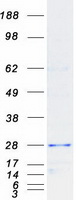 Coomassie blue staining of purified APCS protein