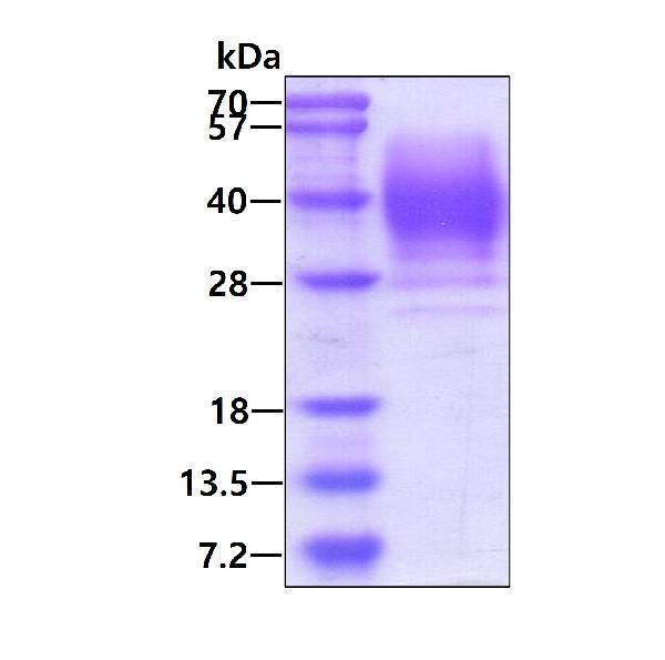 3ug by SDS-PAGE under reducing condition and visualized by coomassie blue stain