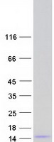 protp02814 smr3b human recombinant protein