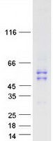 protp03956 mmp1 human recombinant protein