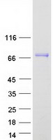 protp04004 vitronectin vtn human recombinant protein