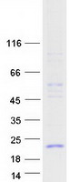 Coomassie blue staining of purified PLA2G1B protein