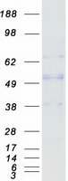 protp04066 fuca1 human recombinant protein