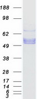 protp04070 protein c proc human recombinant protein