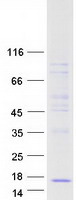 protp04118 clps human recombinant protein