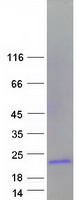 protp04155 tff1 human recombinant protein