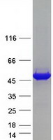 Coomassie blue staining of purified OAT protein