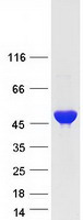 Coomassie blue staining of purified ASL protein