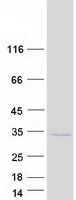 Coomassie blue staining of purified CAPNS1 protein