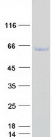 protp04844 ribophorin ii rpn2 human recombinant protein