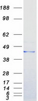 protp04899 gnai2 human recombinant protein
