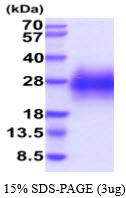 3ug by SDS-PAGE under reducing condition and visualized by coomassie blue stain