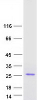 protp05014 ifna4 human recombinant protein
