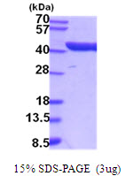 3ug by SDS-PAGE under reducing condition and visualized by coomassie blue stain