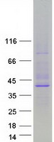 Coomassie blue staining of purified CYP11A1 protein
