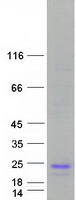 Coomassie blue staining of purified IL4 protein