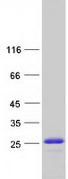 Coomassie blue staining of purified HMGN1 protein