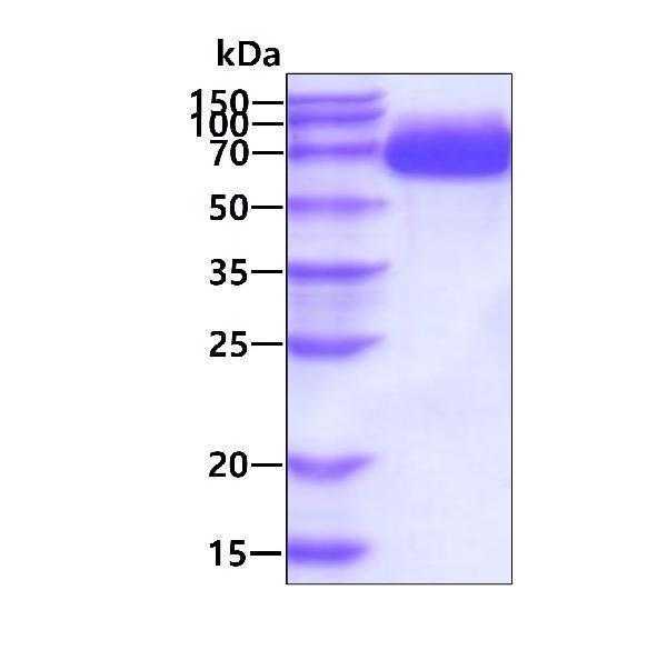 3ug by SDS-PAGE under reducing condition and visualized by coomassie blue stain