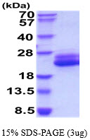 3ug by SDS-PAGE under reducing condition and visualized by coomassie blue stain