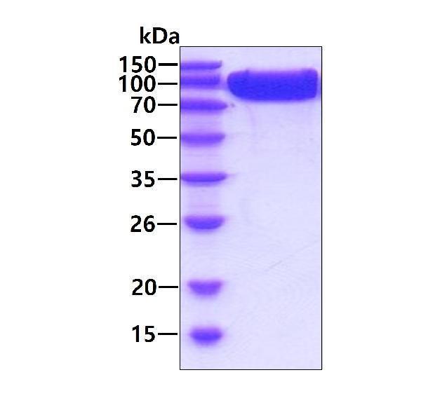 3ug by SDS-PAGE under reducing condition and visualized by coomassie blue stain