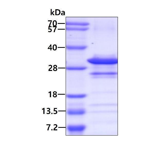 3ug by SDS-PAGE under reducing condition and visualized by coomassie blue stain