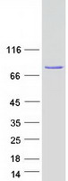 protp05771 pkc beta 1 prkcb human recombinant protein