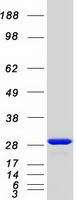 protp05937 calbindin calb1 human recombinant protein
