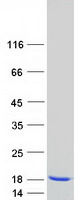 Coomassie blue staining of purified MYL1 protein