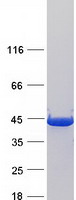 Coomassie blue staining of purified UROD protein